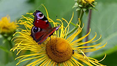 Butterfly European Peacock (Aglais io) on a flower Elecampane