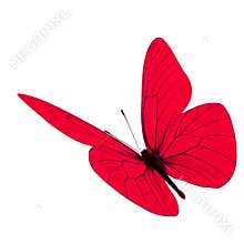 Red butterfly flying