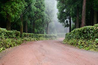 Forest road - Azores