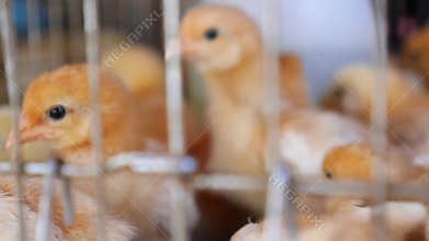 Poultry Farm. Little Chicken Broilers in Pet Shop
