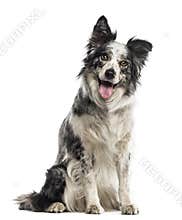Border Collie sitting