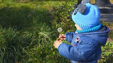 Young boy blowing dandelion seeds, slow motion