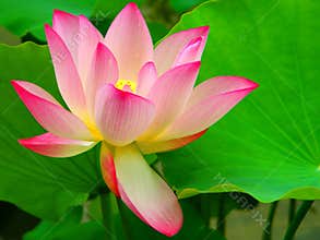 Beautiful Lotus Flower