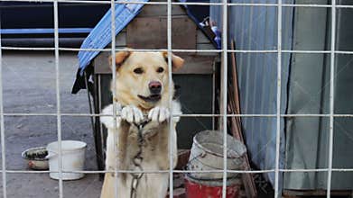 The dog is barking behind a fence