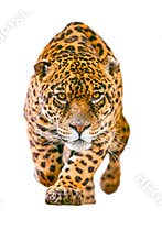 Wild Jaguar Cat Isolated On White