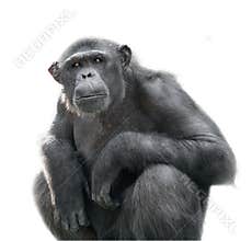 Chimpanzee looking with attention