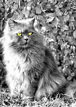 Fluffy cat looking away