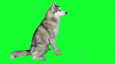 Dog siberian hasky. Green screen highly detailed 4K footage. Clean alpha. Shot on black magic camera 4K.