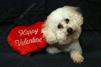 Valentine Dogs 1