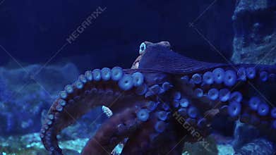 Video Giant octopus spreads tentacles suction attach on glass at the aquarium