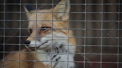 Fox In A Cage