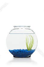 Fish Bowl