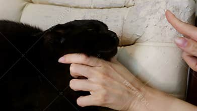 Cat Scratching furniture sharpening claws. Crannied Office Boss Chair (armchair). Grown old upholstery. Restoration