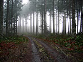 Gravel Road into the Fog