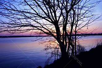 Sunset Bare Branches