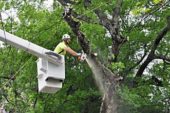 Professional Arborist Working in Crown of Large Tree