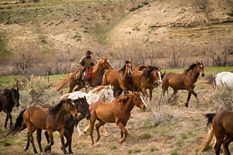 Cowboy wrangling up herd of horses in roundup