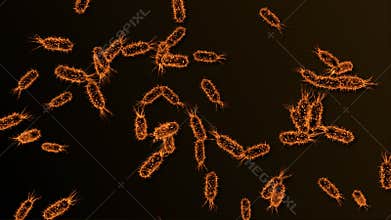 bacteria