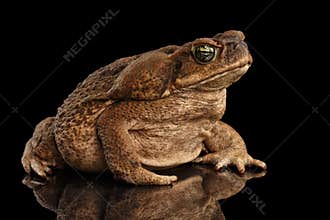 Cane Toad - Bufo marinus, giant neotropical, marine, Black