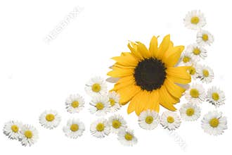 Border Daisies Sunflower