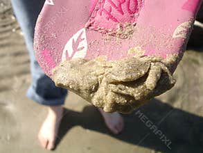 Sand covered crab