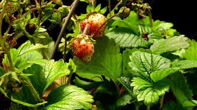 Strawberry Time-lapse