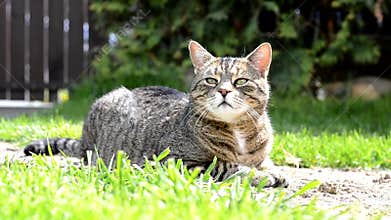 Cute striped funny cat on the garden