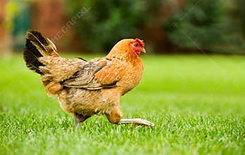 Hen on the move