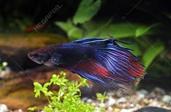 Siamese fighting fish