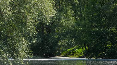 Pollen Blowing From The Trees