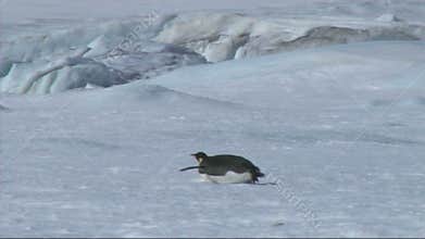 Emperor penguin on Antarctica