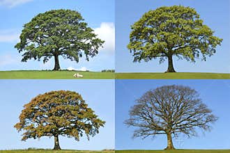 Oak Tree Four Seasons