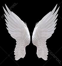 White angel wing