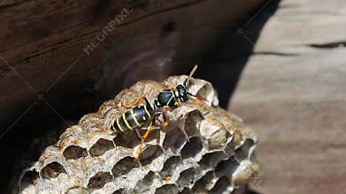 Paper Wasp on the nest