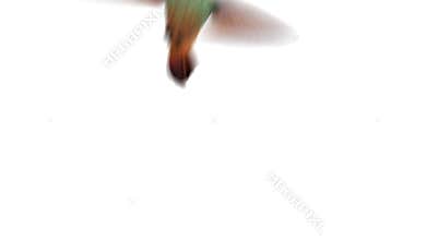 Funny animations with humming bird