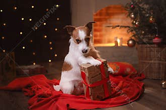 Dog Jack Russell Terrier. Happy New Year, Christmas, pet in the room