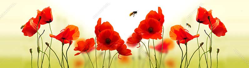 Poppies and bees