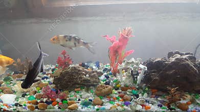 Fish in aquarium