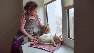 Girl teen and pets cat and dog pet looking out the window, the cat sleeps