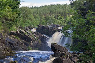 Roggie falls