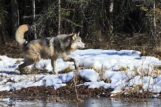 Wolf hunting near forest