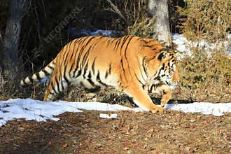 Siberian tiger walking along tree edge