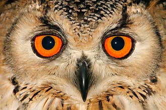Owl portrait