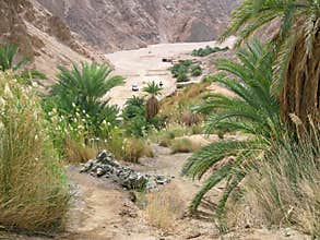 Green valley on Sinai.