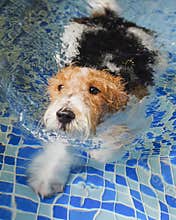 Bristle fox terrier