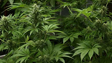Cannabis home grown medical marijuana on a rainy day