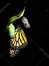 Monarch Butterfly Clinging to Empty Chrysalis