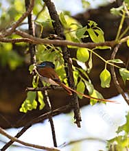 African Paradise Flycatcher Terpsiphone viridis perched on a branch