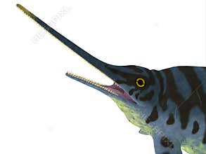 Eurhinosaurus Reptile Head