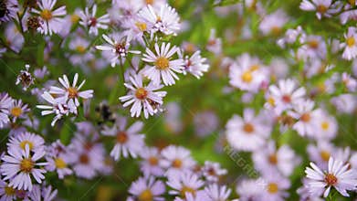 Bush alpine aster purple close-up. Purple aster flowers pollinated by bees. Beautiful purple daisies. 4k